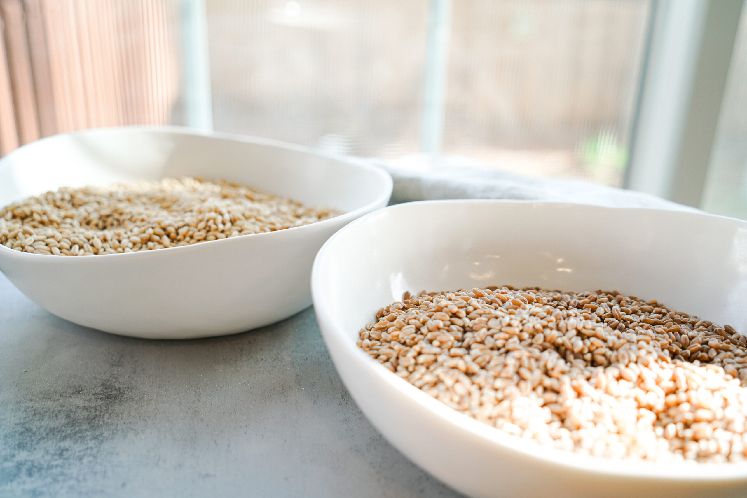 Bowl of soft white wheat berries and hard red wheat berries